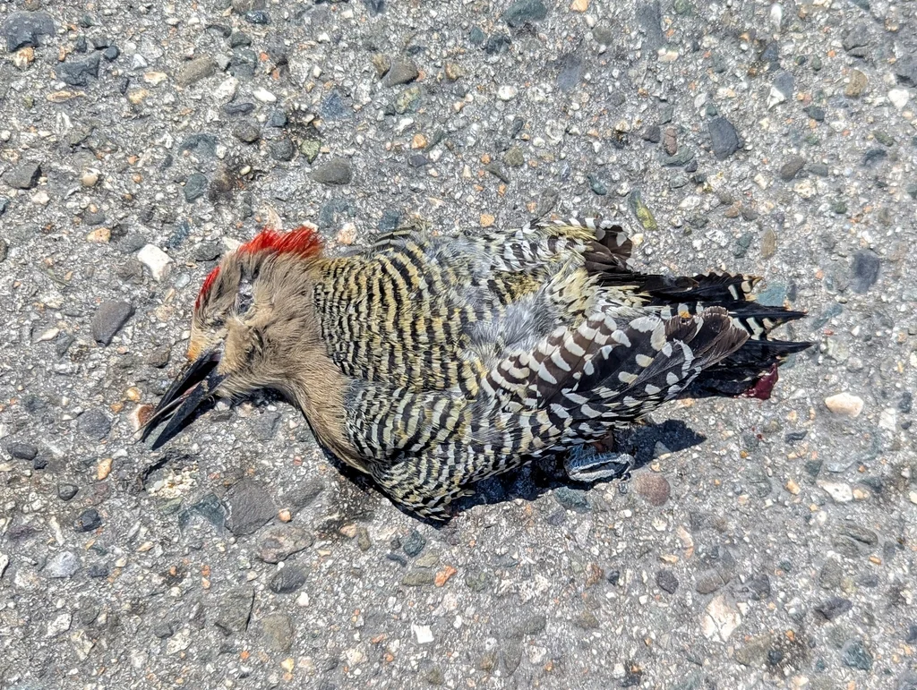 大红腹啄木鸟(Melanerpes superciliaris)