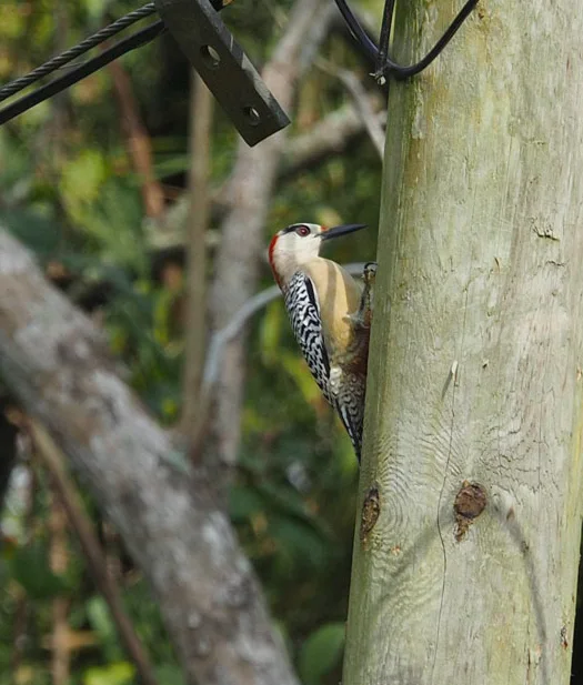 大红腹啄木鸟(Melanerpes superciliaris)
