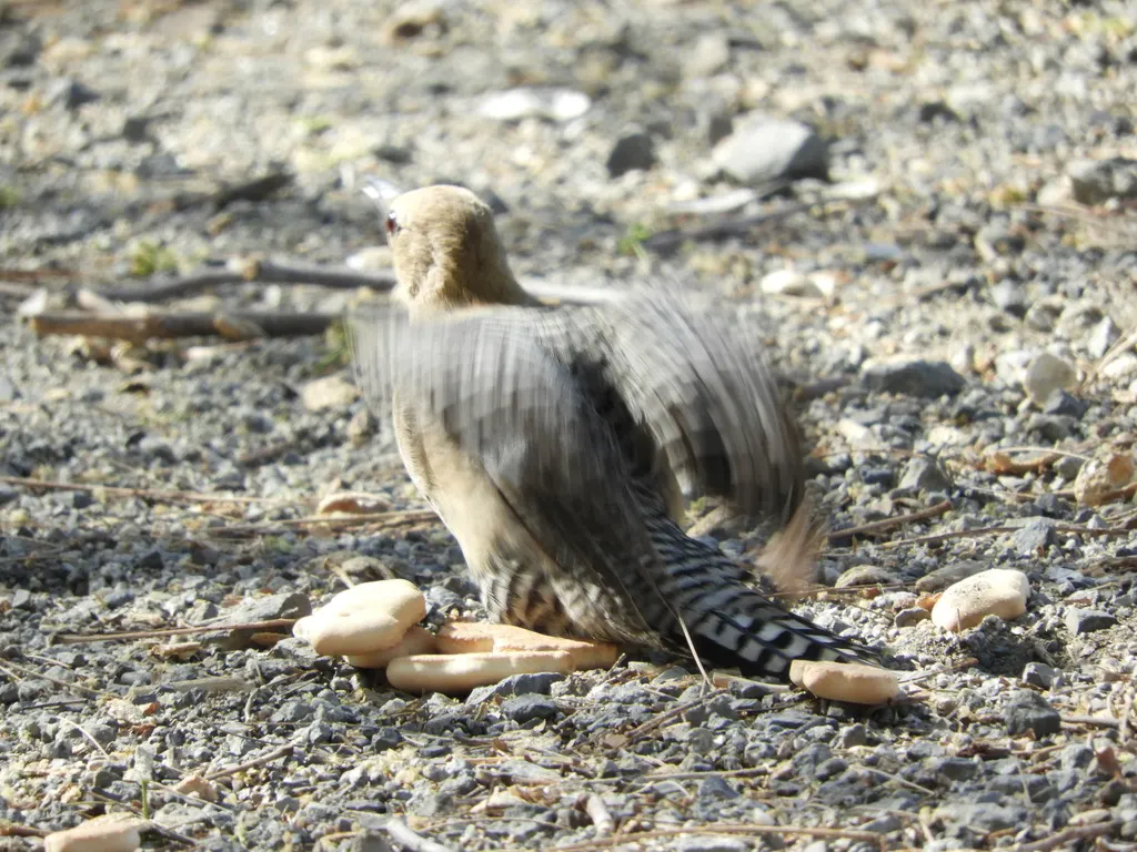 吉拉啄木鸟（Melanerpes uropygialis）