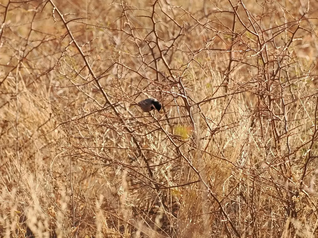 阿卡山雀(Melaniparus cinerascens)