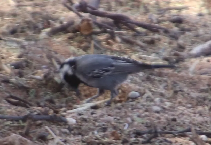 阿卡山雀(Melaniparus cinerascens)