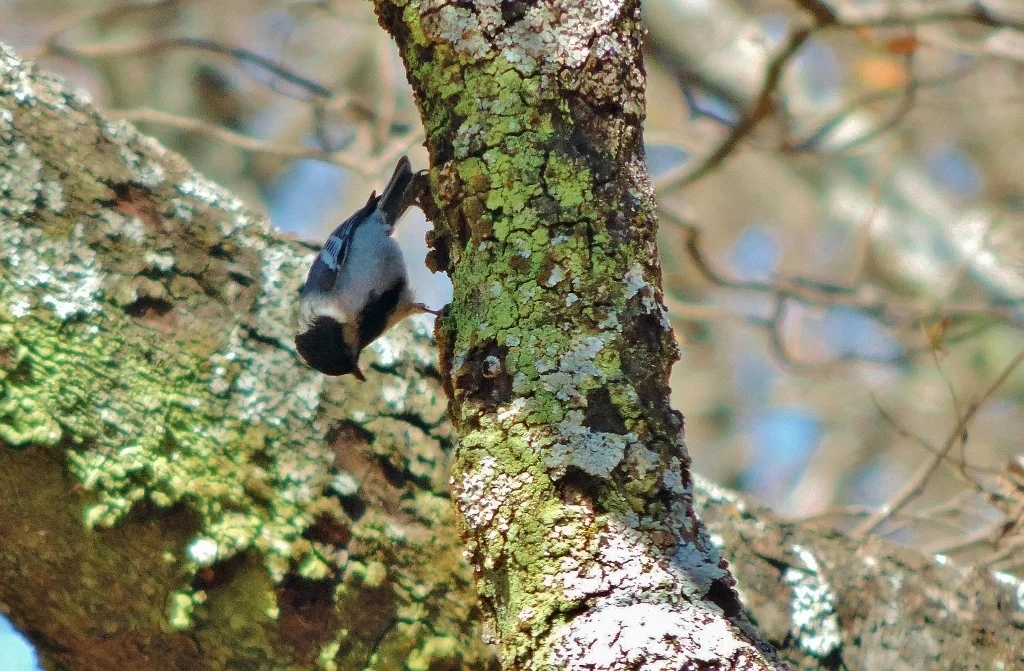 北灰山雀(Melaniparus griseiventris)