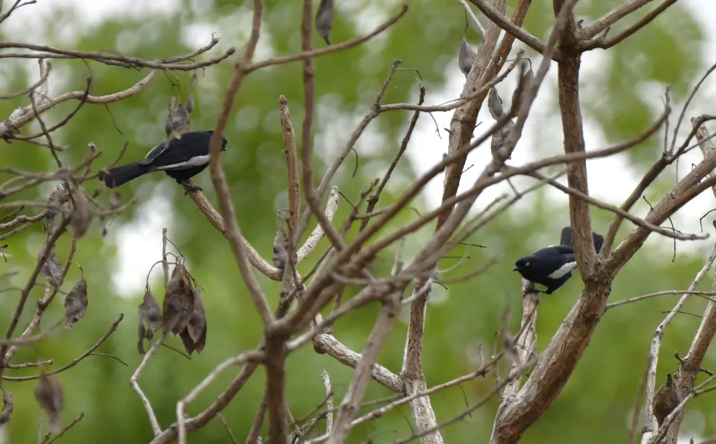 白肩黑山雀(Melaniparus guineensis)