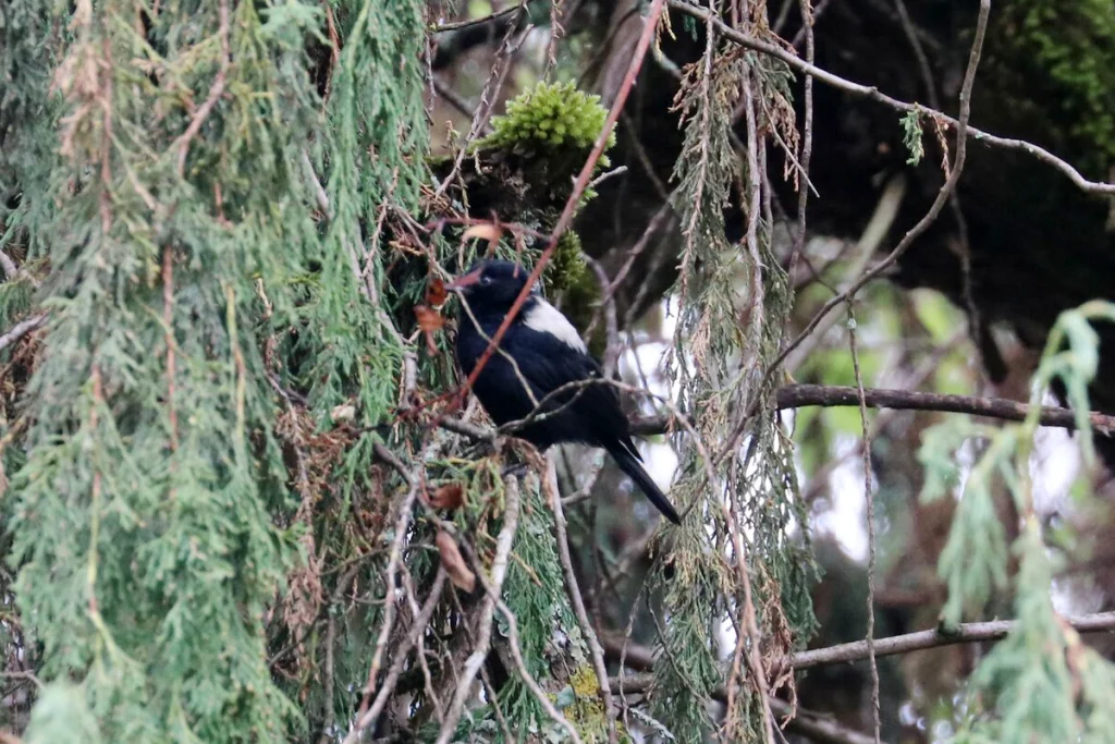 白背黑山雀(Melaniparus leuconotus)