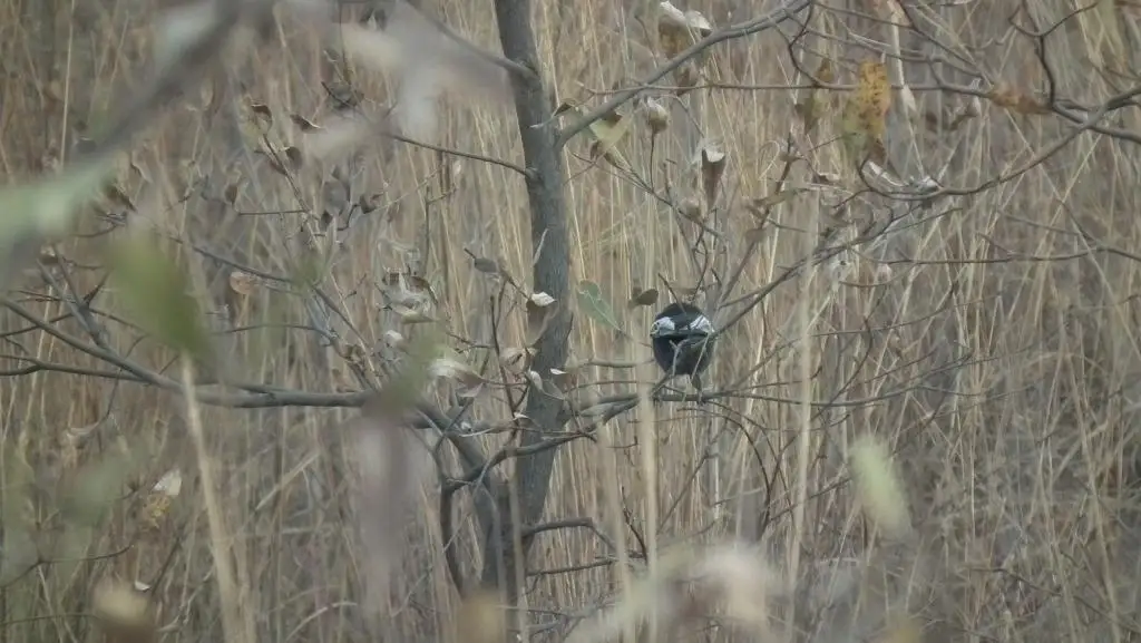 南黑山雀(Melaniparus niger)
