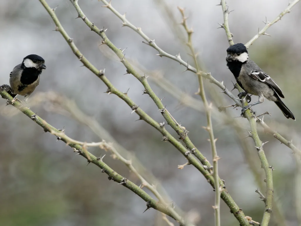 索马里山雀(Melaniparus thruppi)