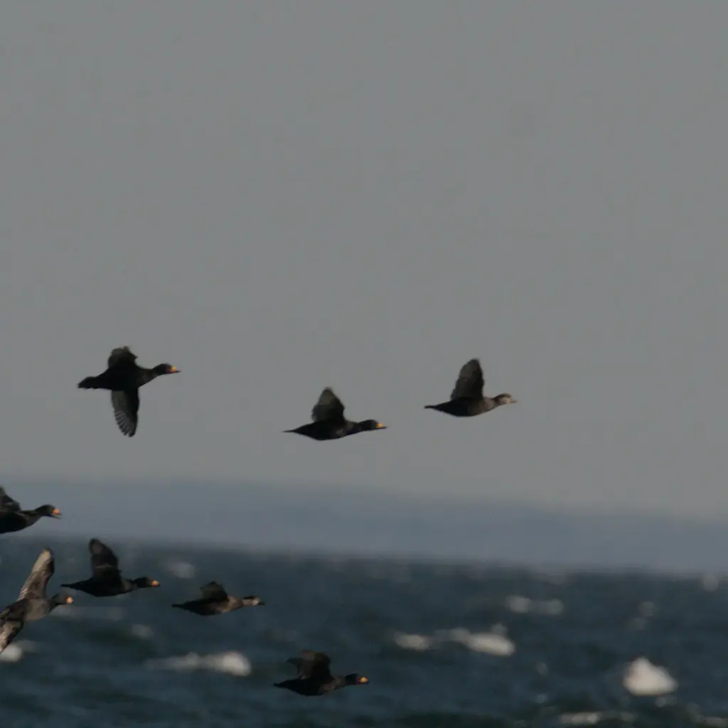 黑海番鸭(Melanitta americana)