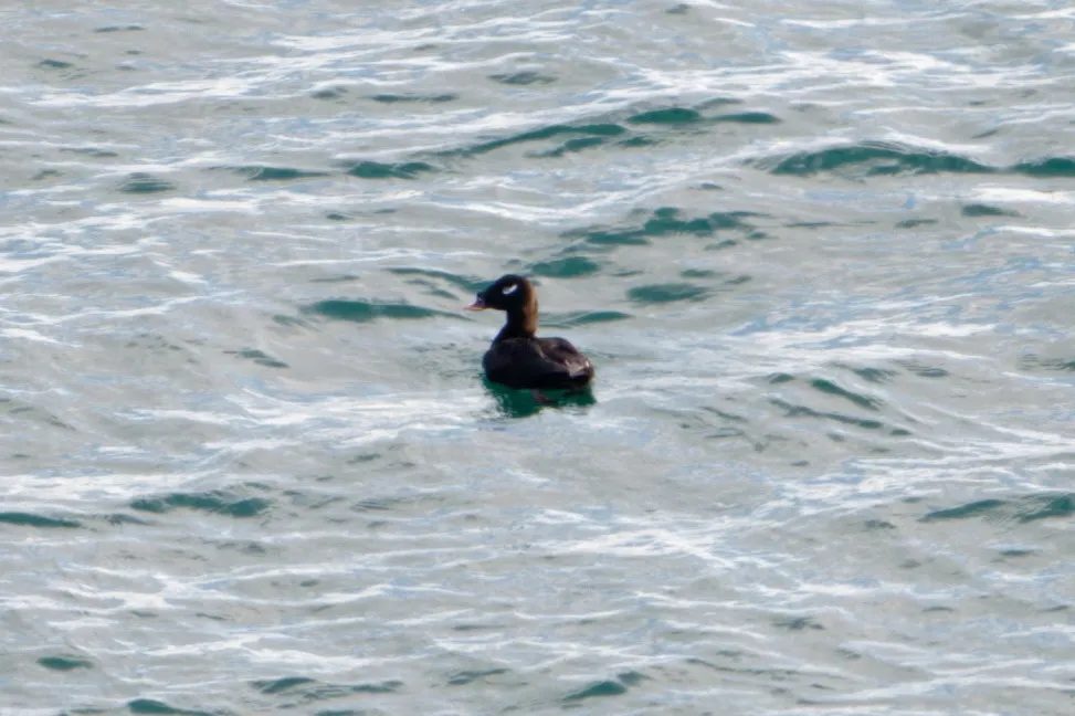 斑脸海番鸭(Melanitta stejnegeri)