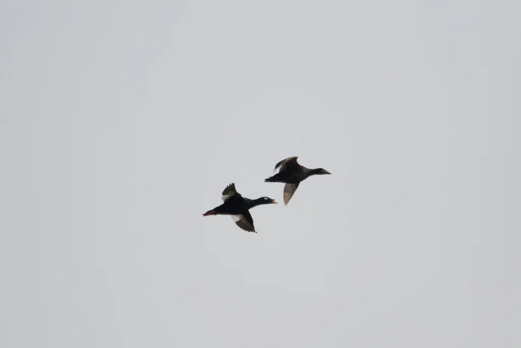 斑脸海番鸭(Melanitta stejnegeri)