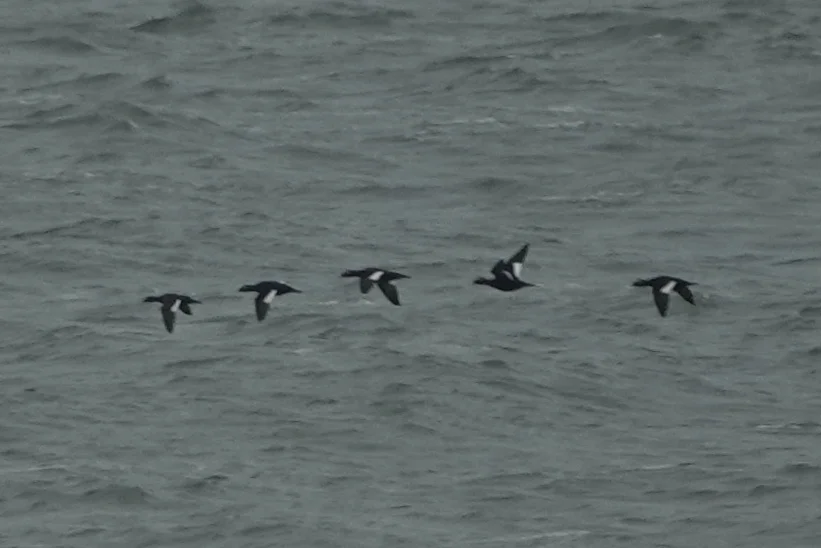 斑脸海番鸭(Melanitta stejnegeri)