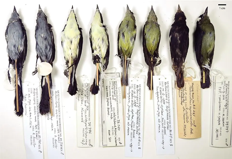 缎蓝啄果鸟(Melanocharis citreola)
