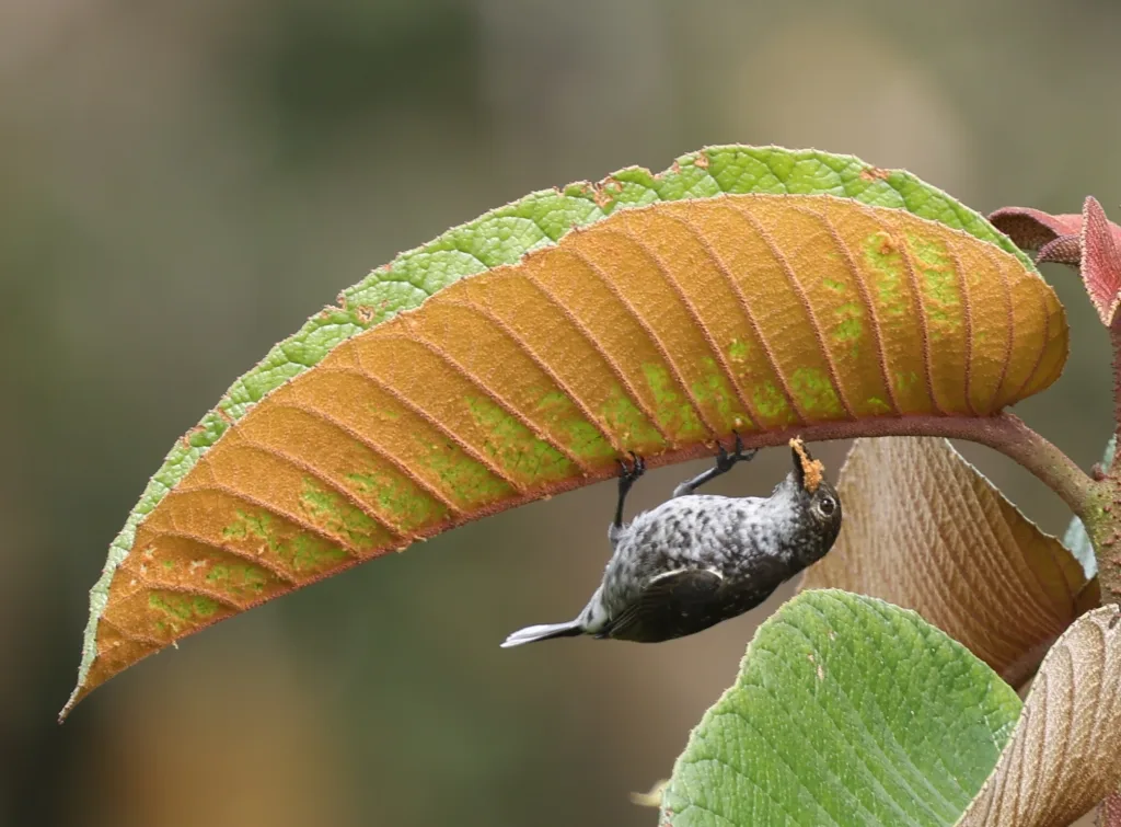 厚嘴啄果鸟（Melanocharis crassirostris）