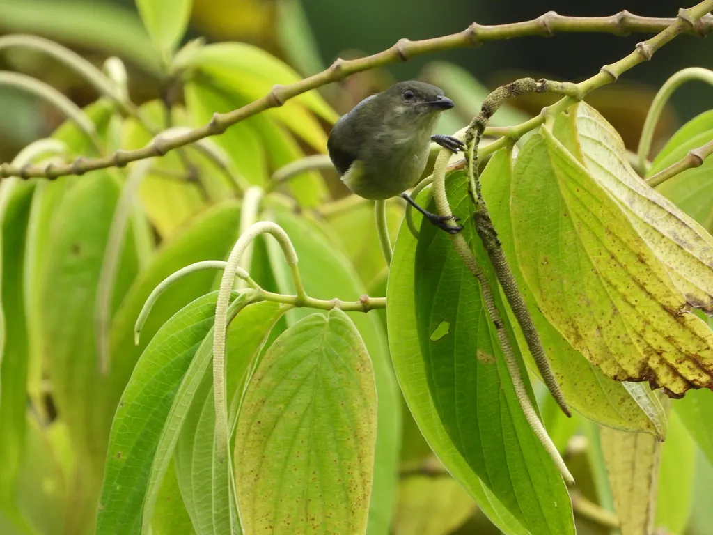 黄胸啄果鸟(Melanocharis longicauda)