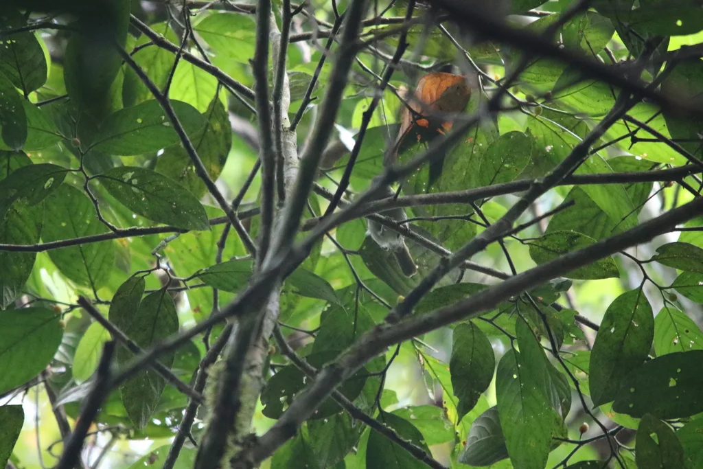 黑啄果鸟(Melanocharis nigra)