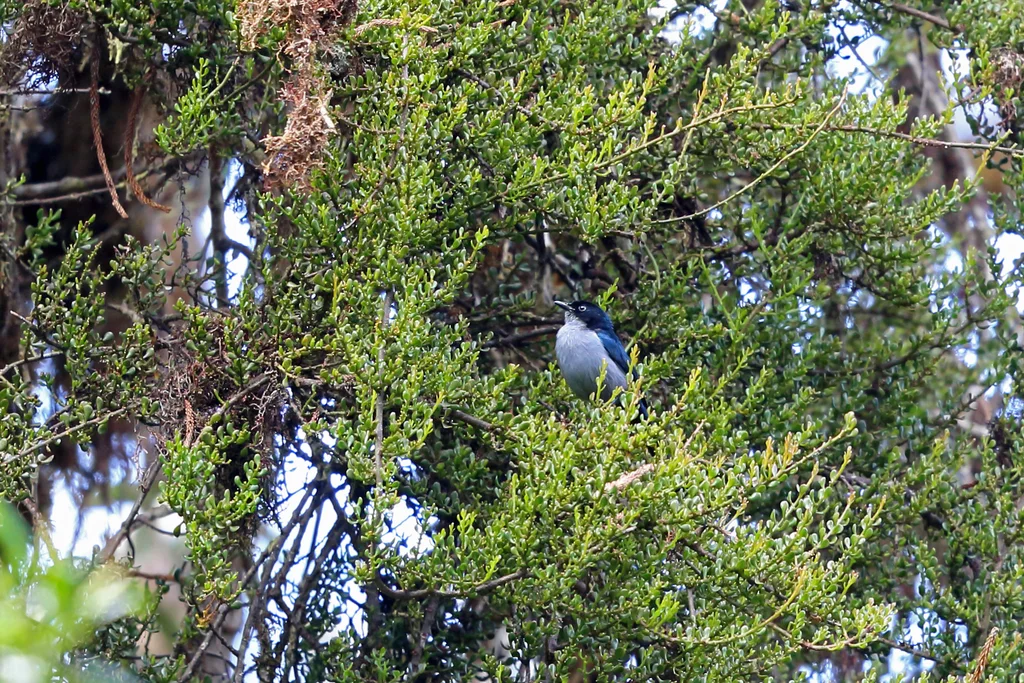 扇尾啄果鸟(Melanocharis versteri)