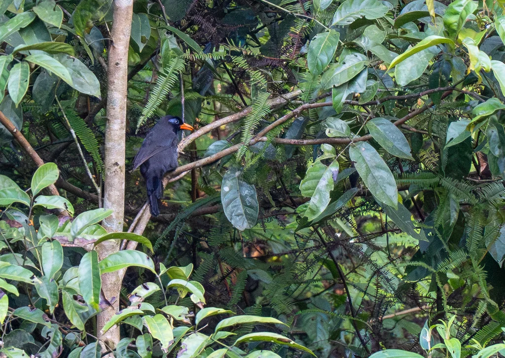 黑噪鹛（Melanocichla lugubris）