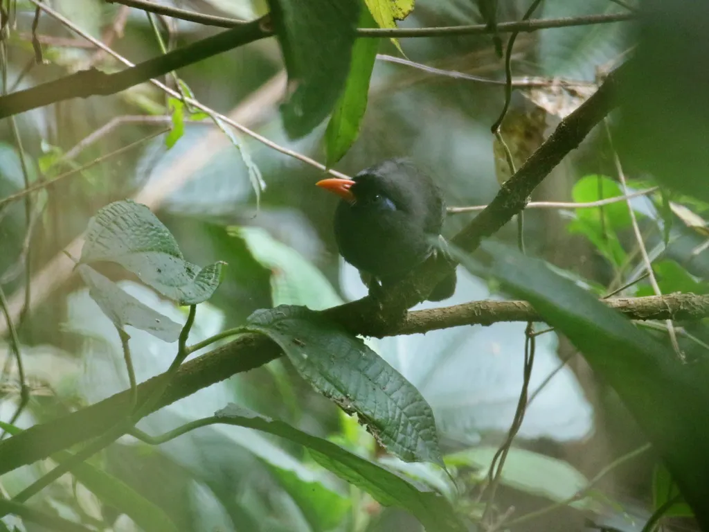 黑噪鹛（Melanocichla lugubris）