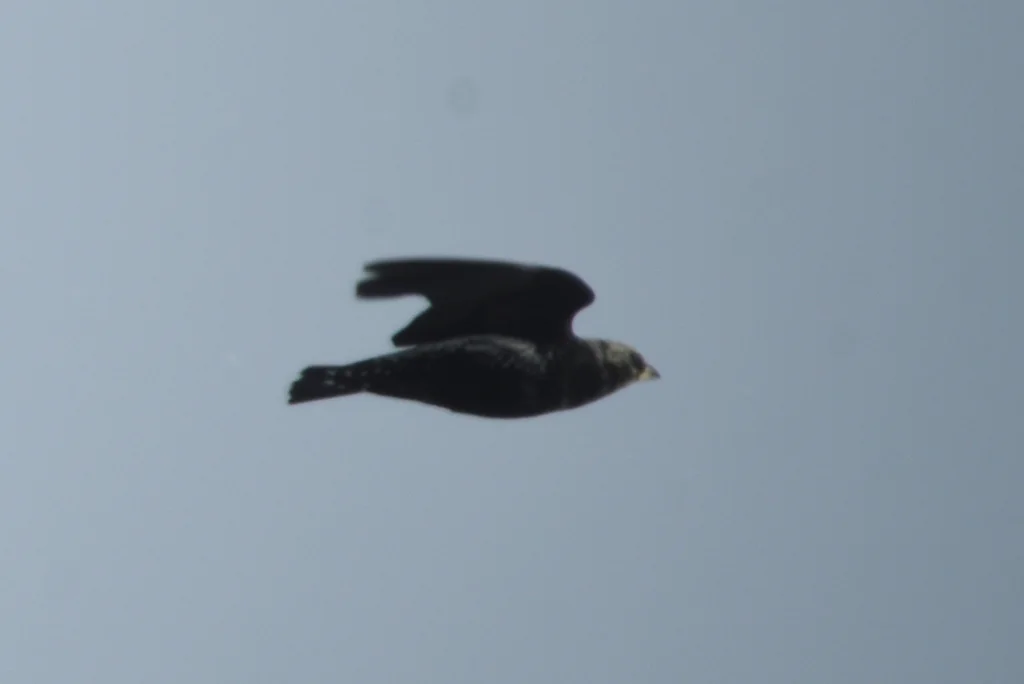 黑百灵(Melanocorypha yeltoniensis)