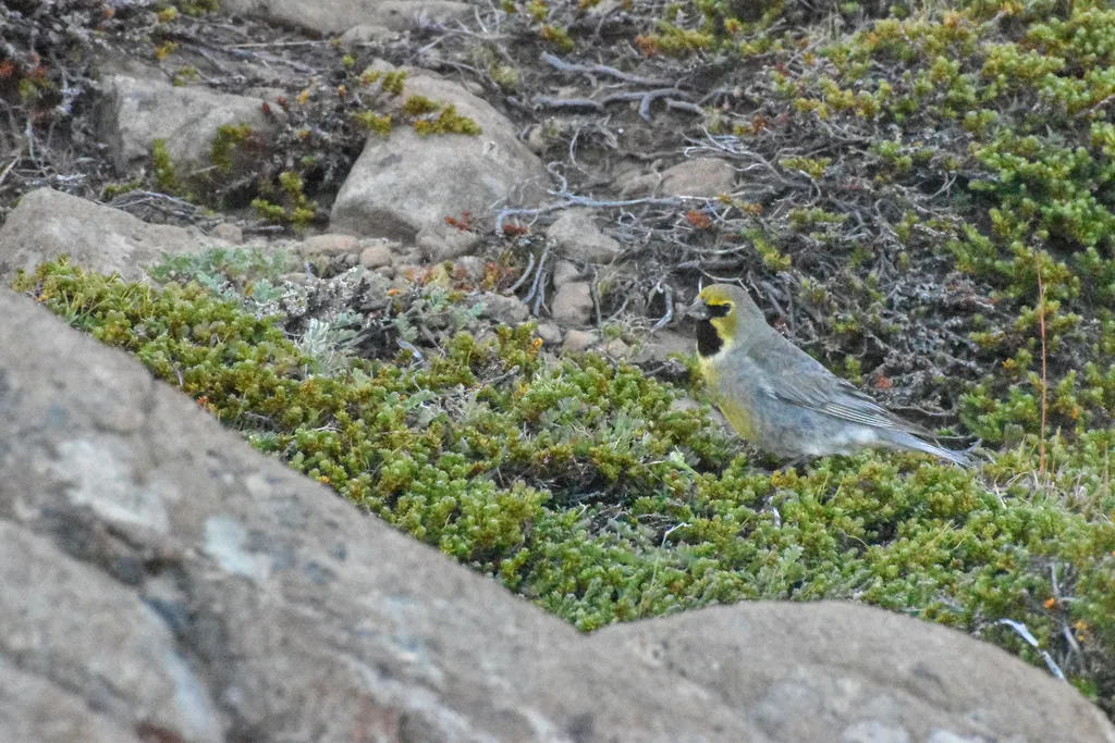 黄纹雀鹀（Melanodera xanthogramma）