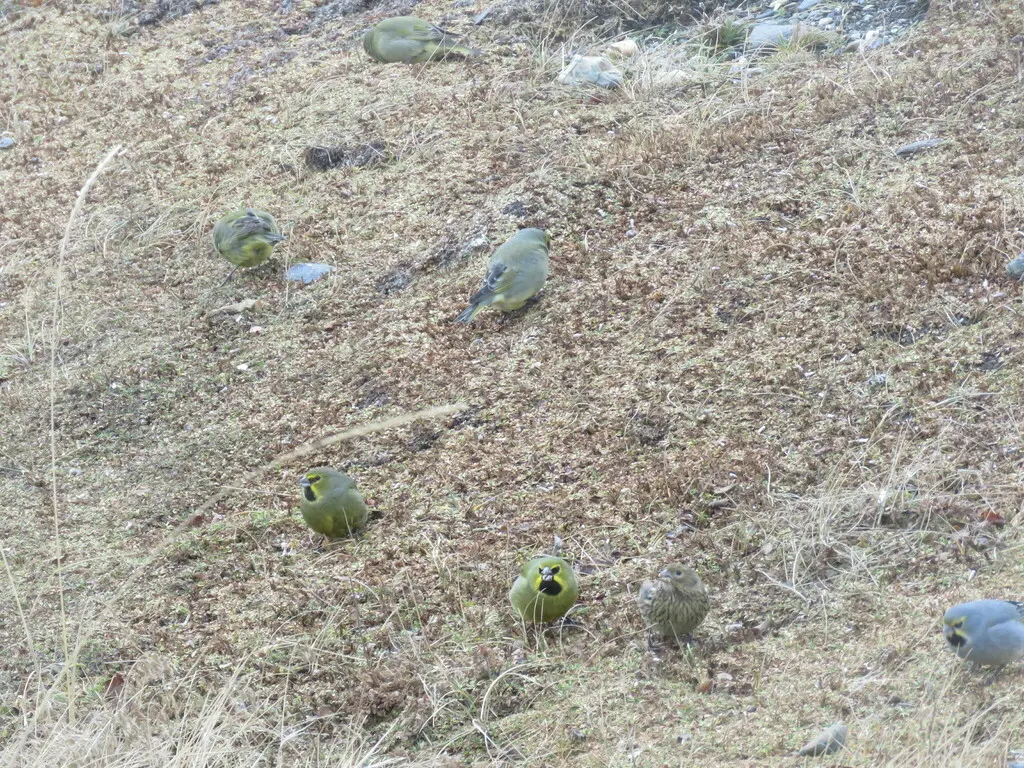 黄纹雀鹀（Melanodera xanthogramma）