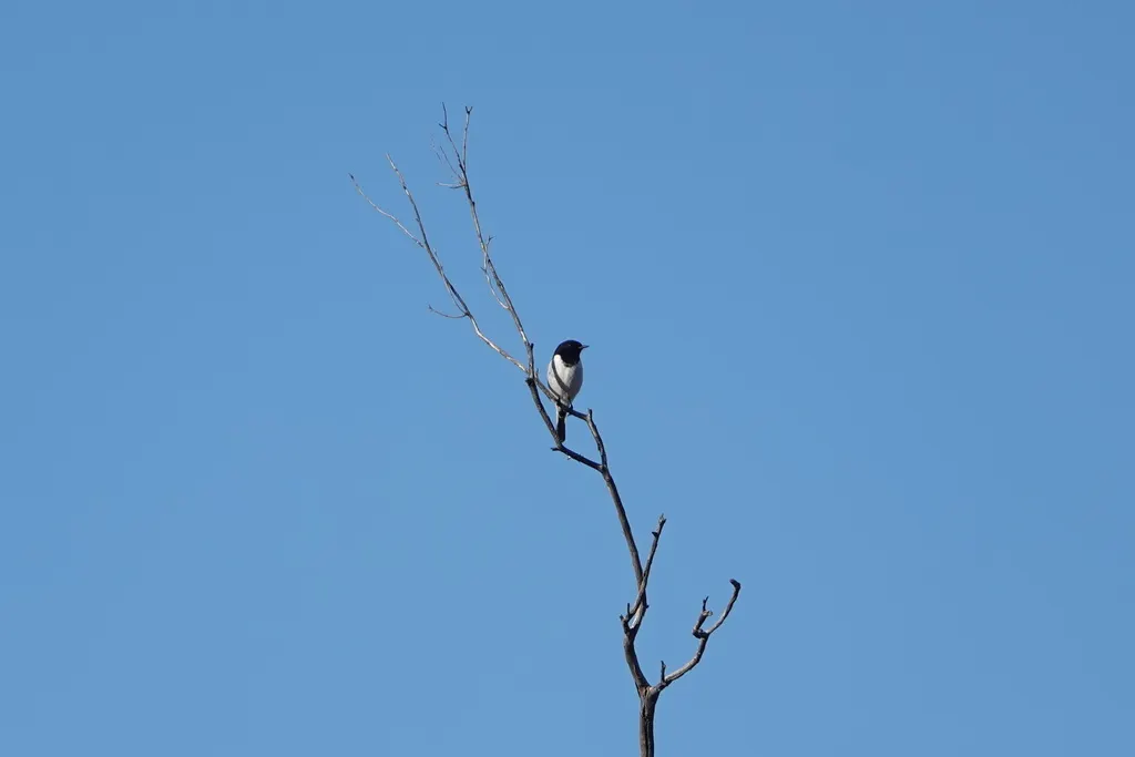 冠鸲鹟(Melanodryas cucullata)