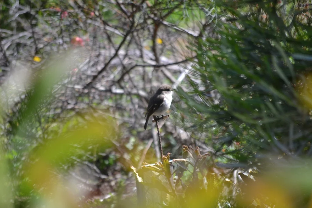 暗色鸲鹟(Melanodryas vittata)