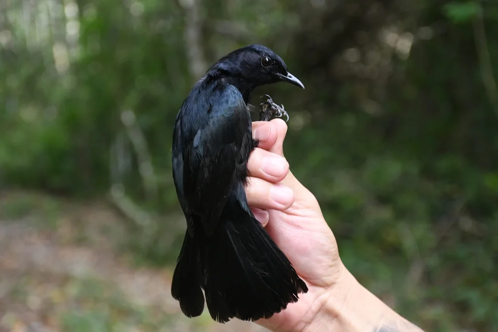 黑嘲鸫(Melanoptila glabrirostris)