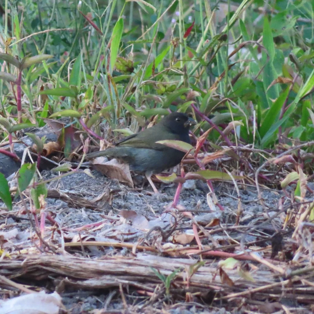 黑脸草雀(Melanospiza bicolor)