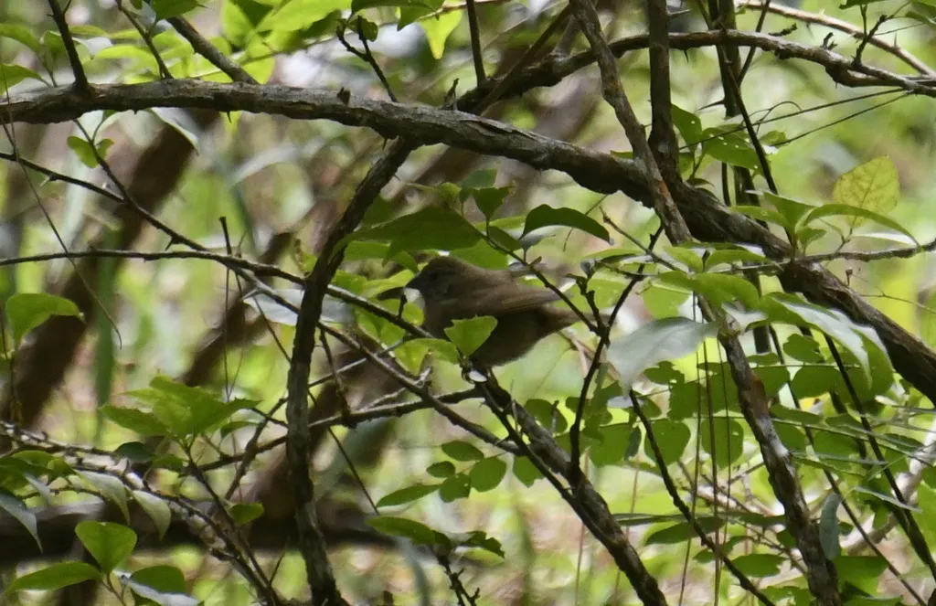 黑脸草雀(Melanospiza bicolor)