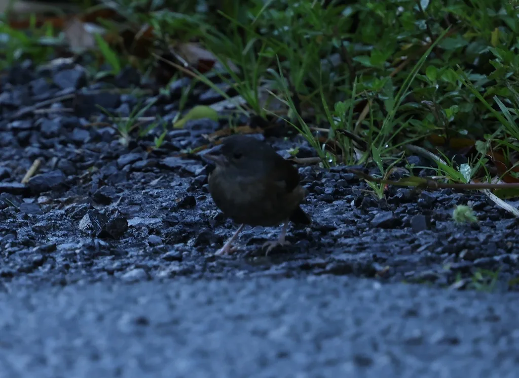 圣卢西亚黑雀(Melanospiza richardsoni)