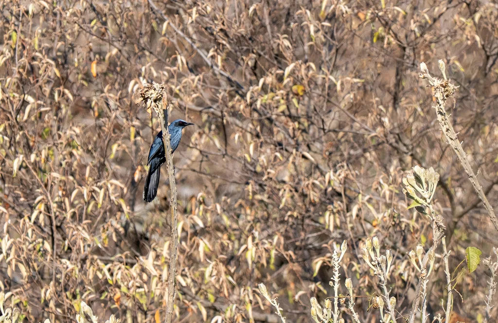 蓝嘲鸫(Melanotis caerulescens)