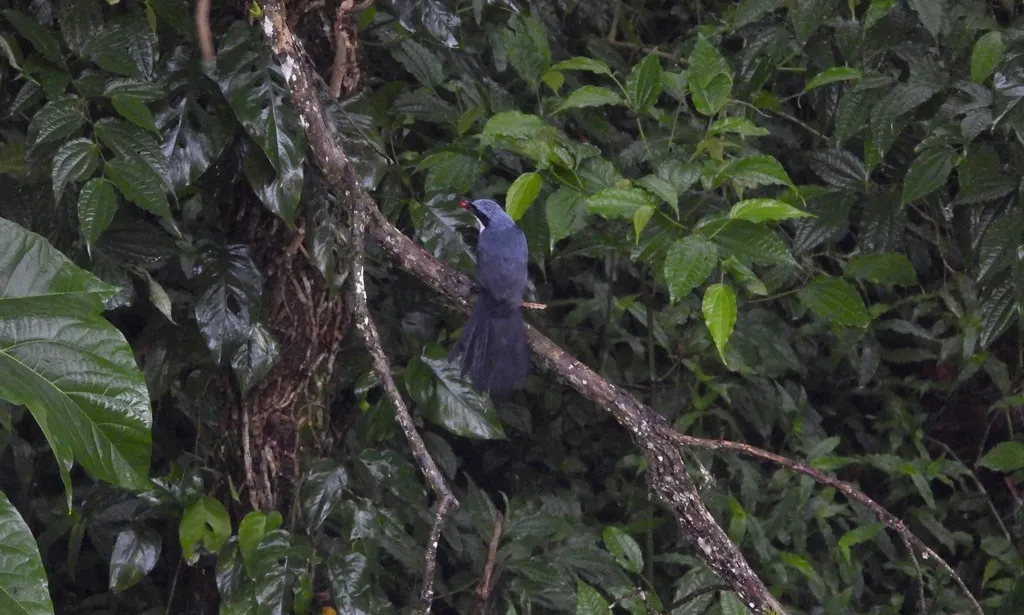 蓝白嘲鸫(Melanotis hypoleucus)