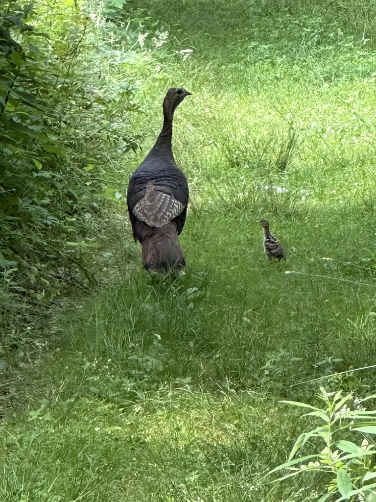 火鸡(Meleagris gallopavo)