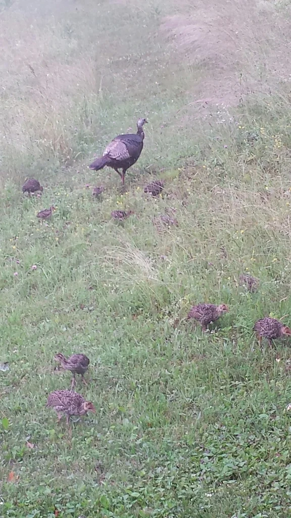 火鸡(Meleagris gallopavo)