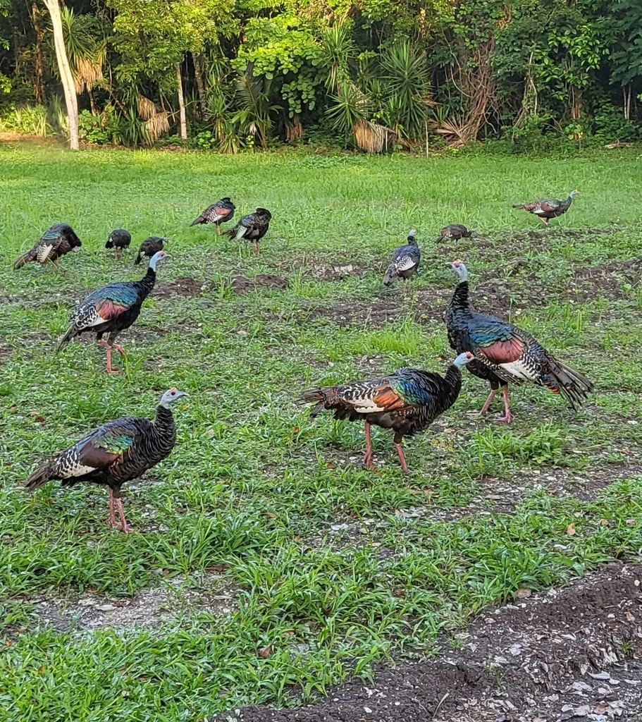 眼斑火鸡(Meleagris ocellata)