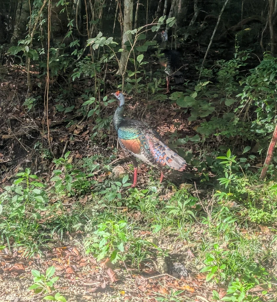 眼斑火鸡(Meleagris ocellata)
