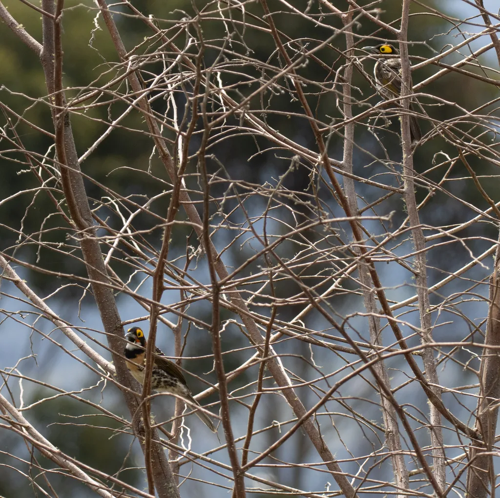 棕胸寻蜜鸟(Melidectes torquatus)