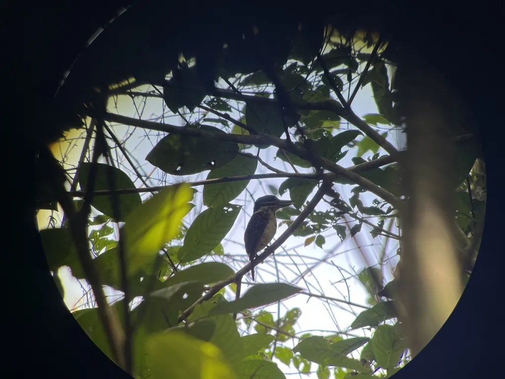 钩嘴翠鸟(Melidora macrorrhina)