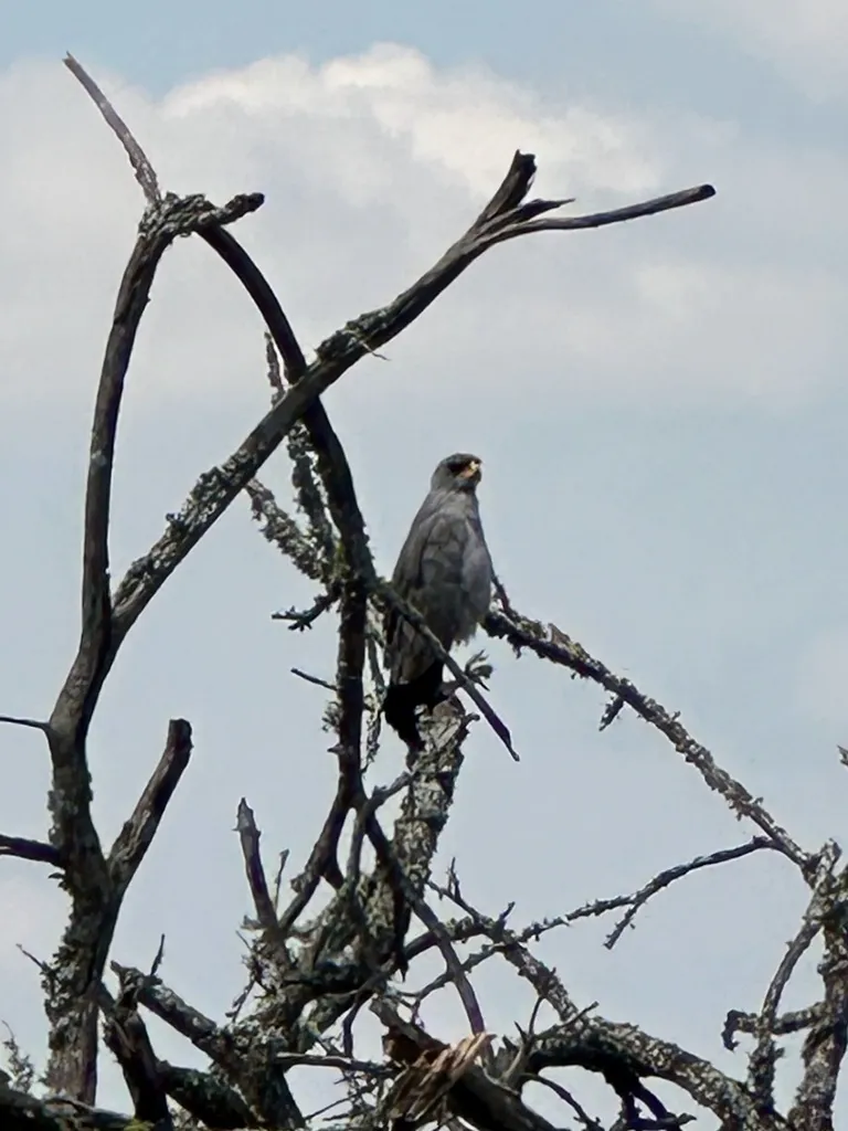灰歌鹰（Melierax poliopterus）