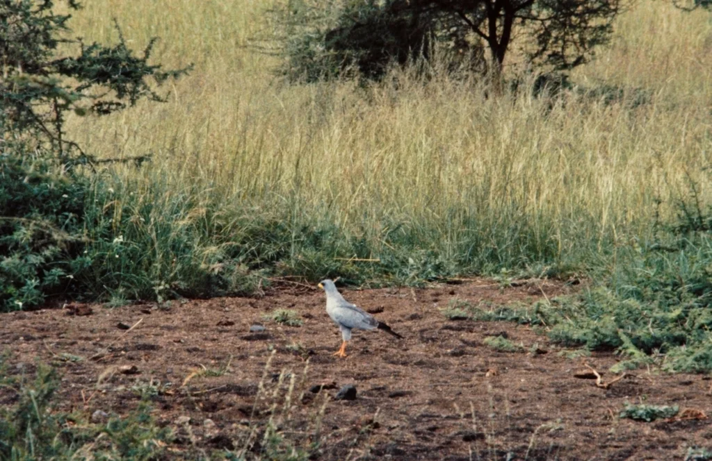 灰歌鹰（Melierax poliopterus）