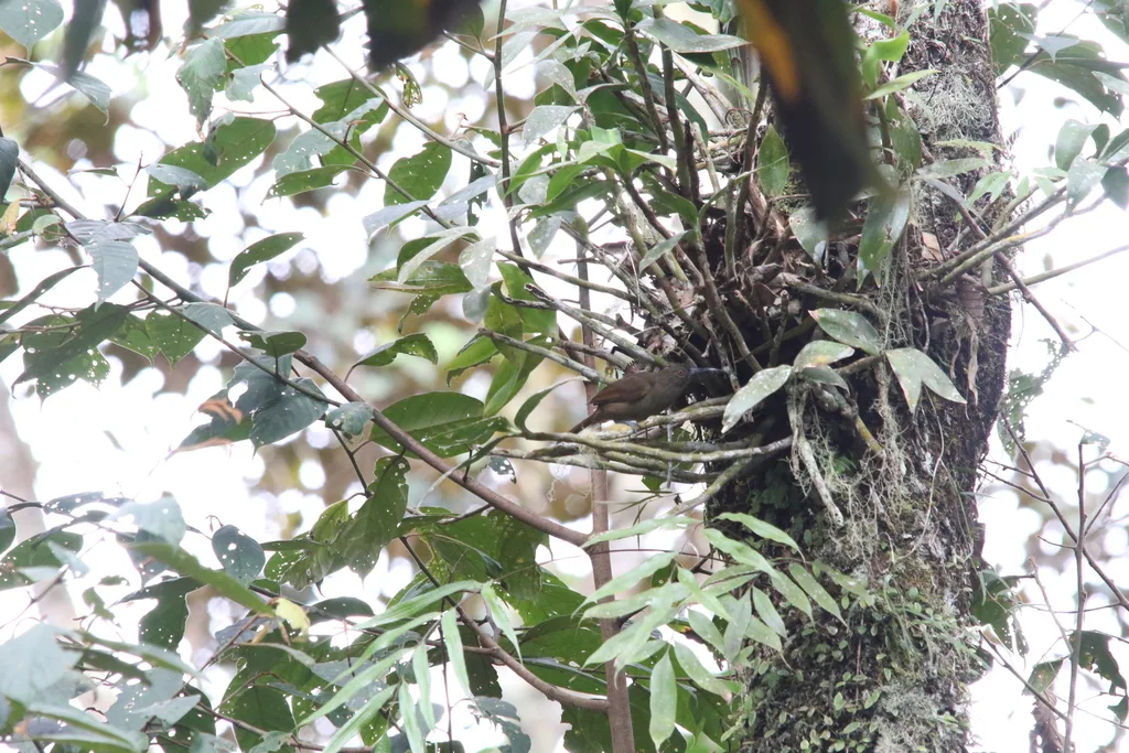 巨嘴盗蜜鸟(Melilestes megarhynchus)