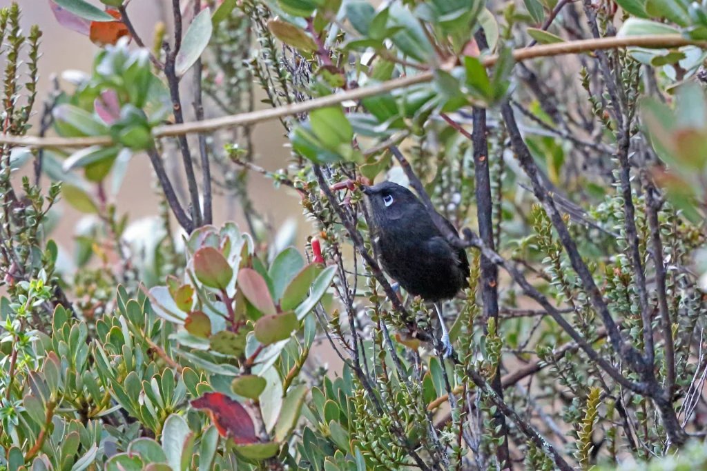 暗寻蜜鸟(Melionyx fuscus)