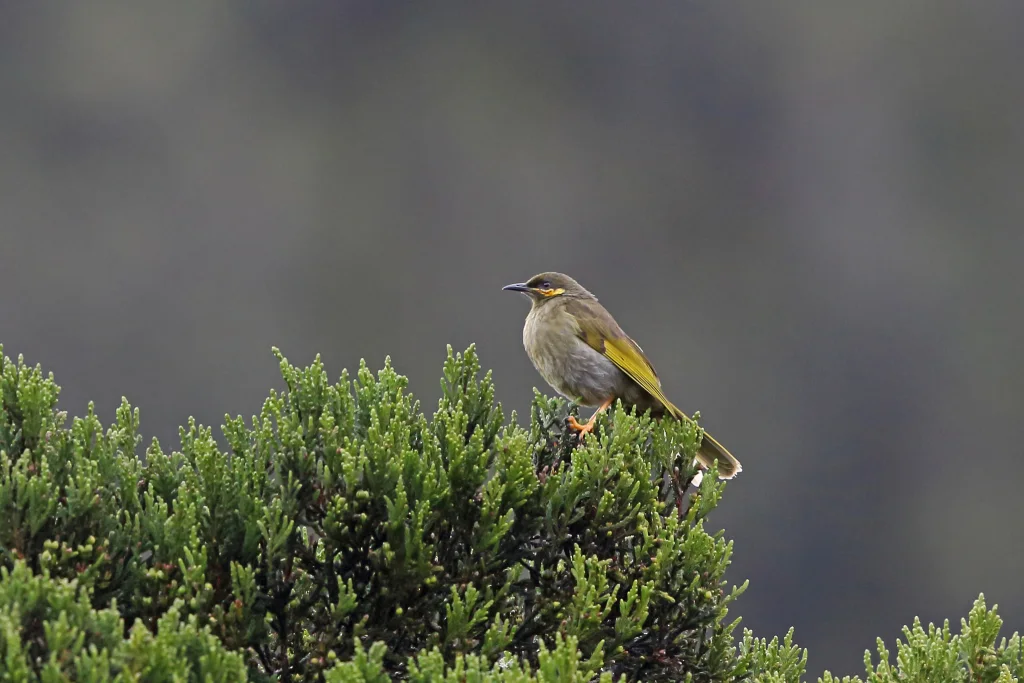 橙颊吸蜜鸟(Meliphaga chrysogenys)