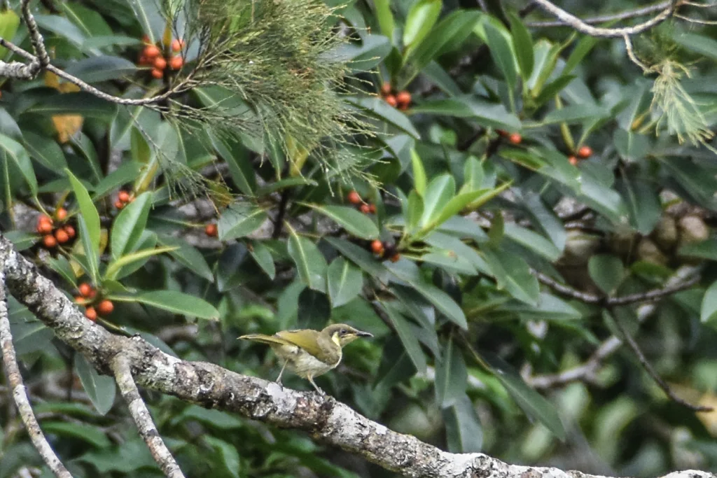 华丽吸蜜鸟(Meliphaga cinereifrons)