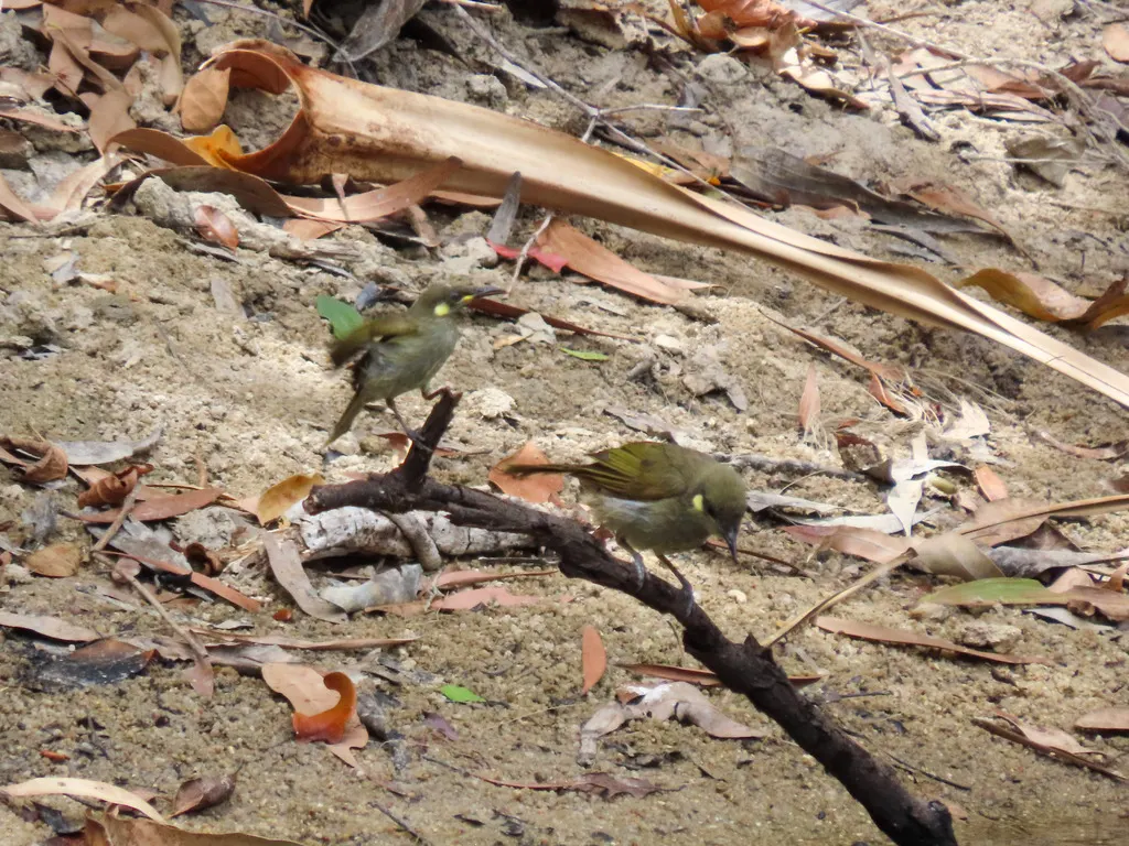细嘴吸蜜鸟(Meliphaga gracilis)