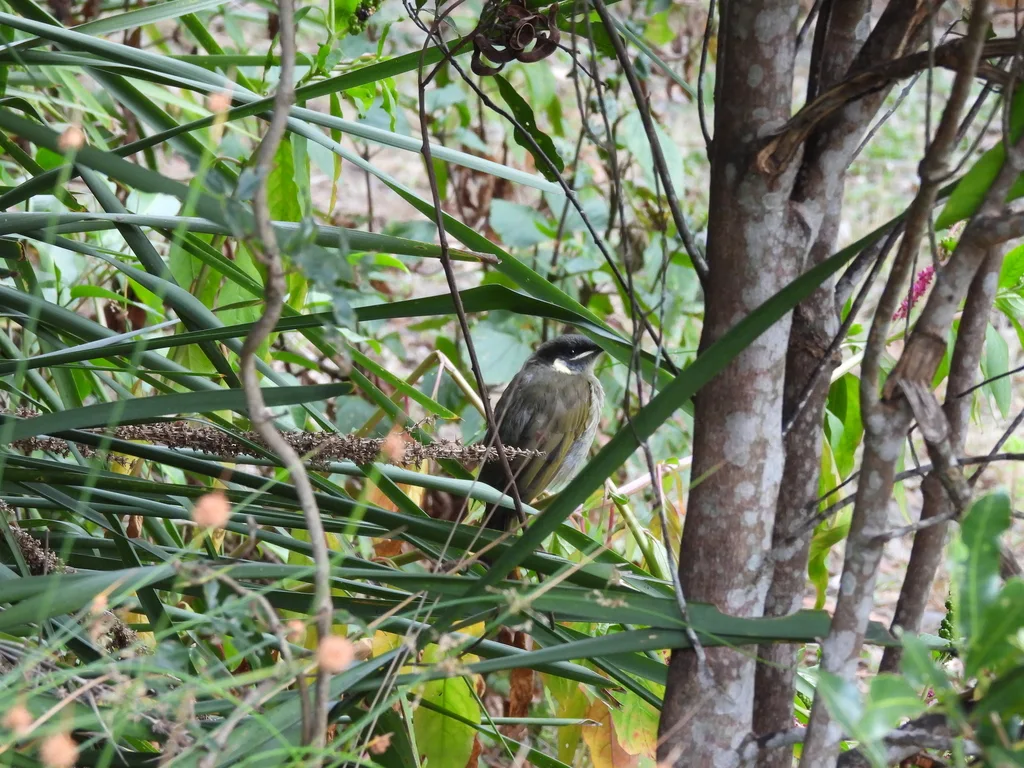 利氏吸蜜鸟(Meliphaga lewinii)