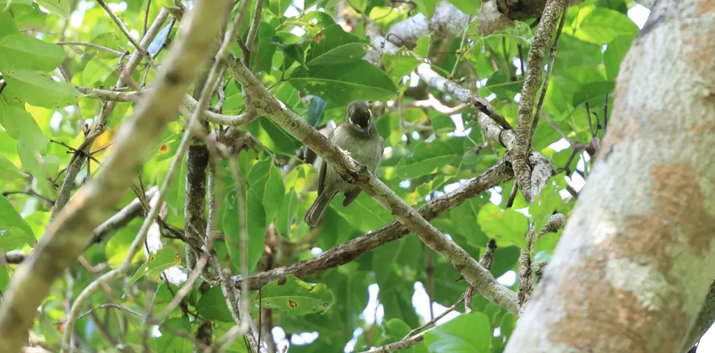 黄斑吸蜜鸟(Meliphaga notata)