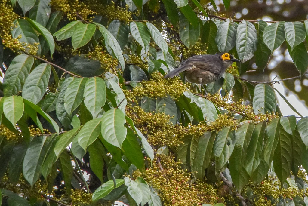 烟色饮蜜鸟(Melipotes fumigatus)