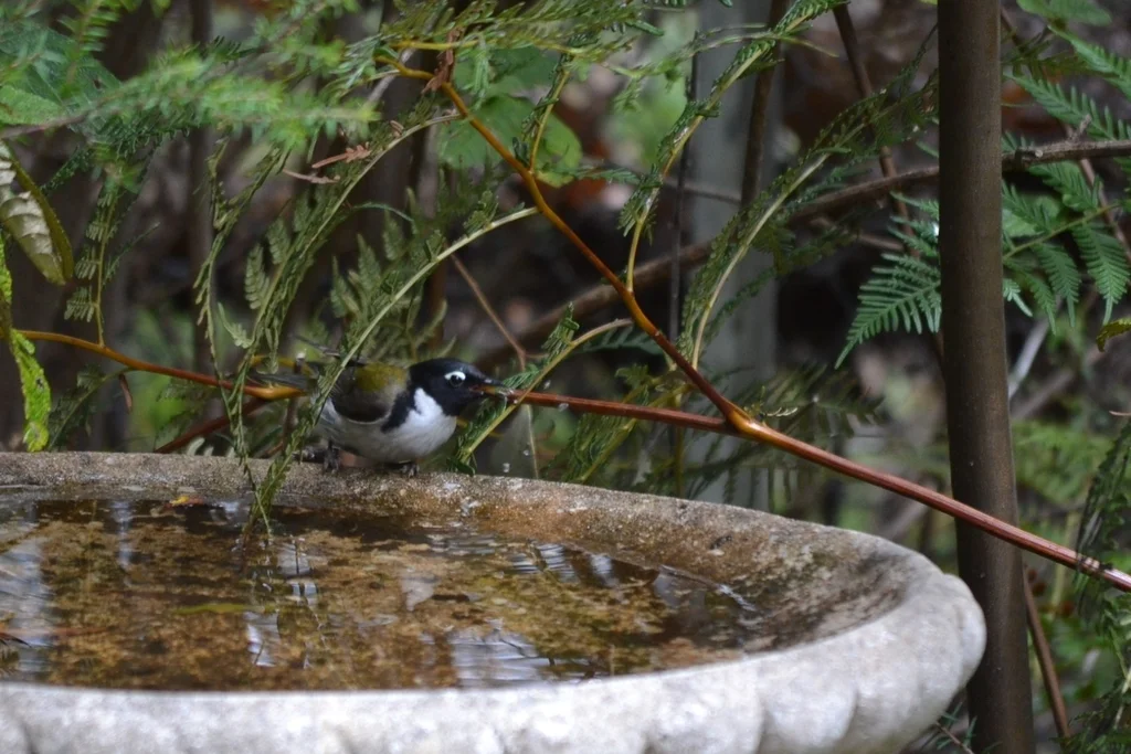 黑头抚蜜鸟(Melithreptus affinis)