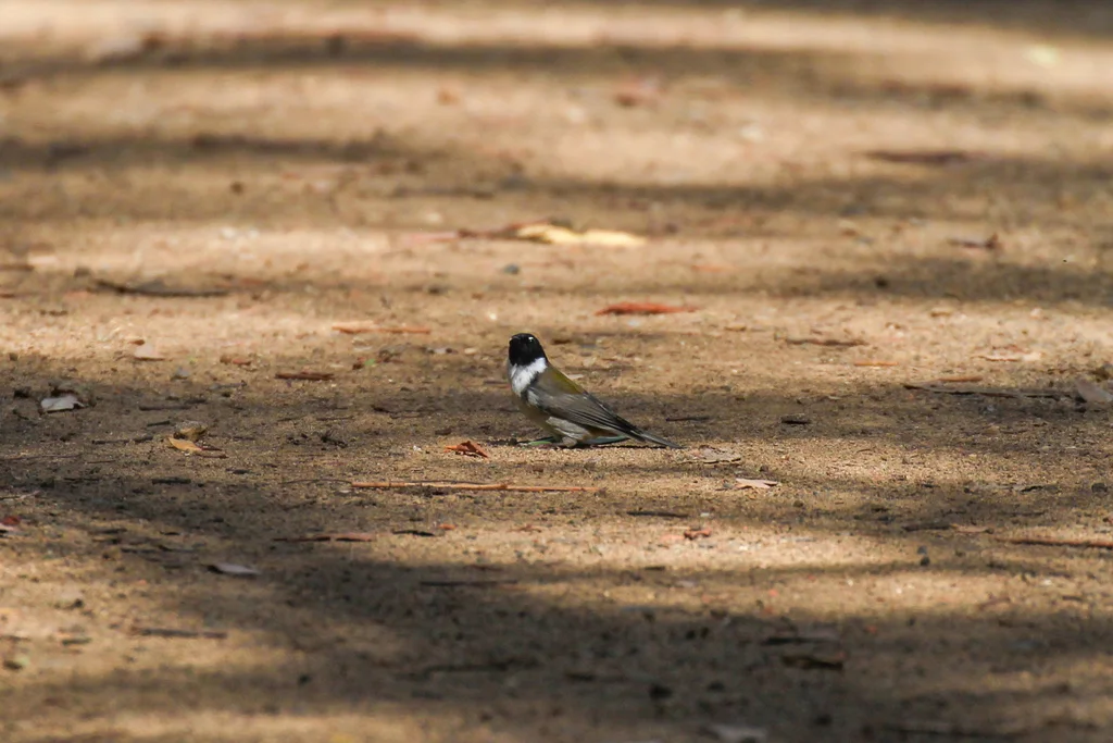 黑头抚蜜鸟(Melithreptus affinis)